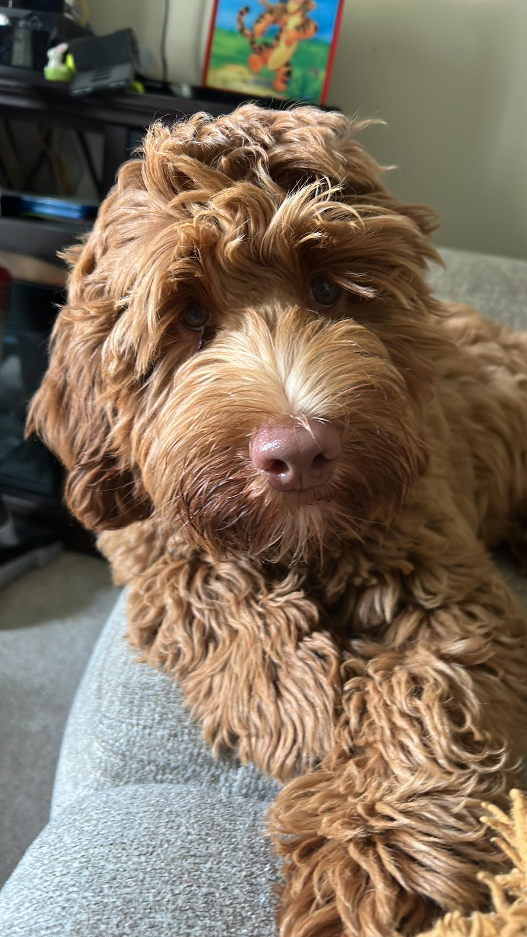 an australian labradoodle laying on a grey couch