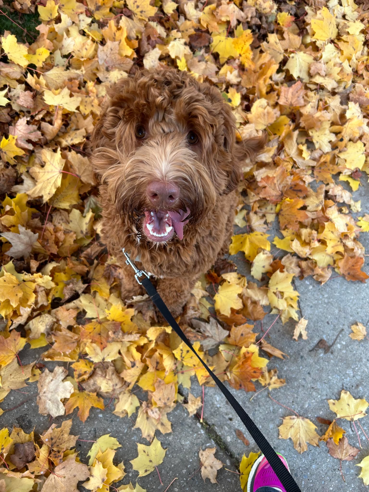 an australian labradoodle standing in autumn leaves