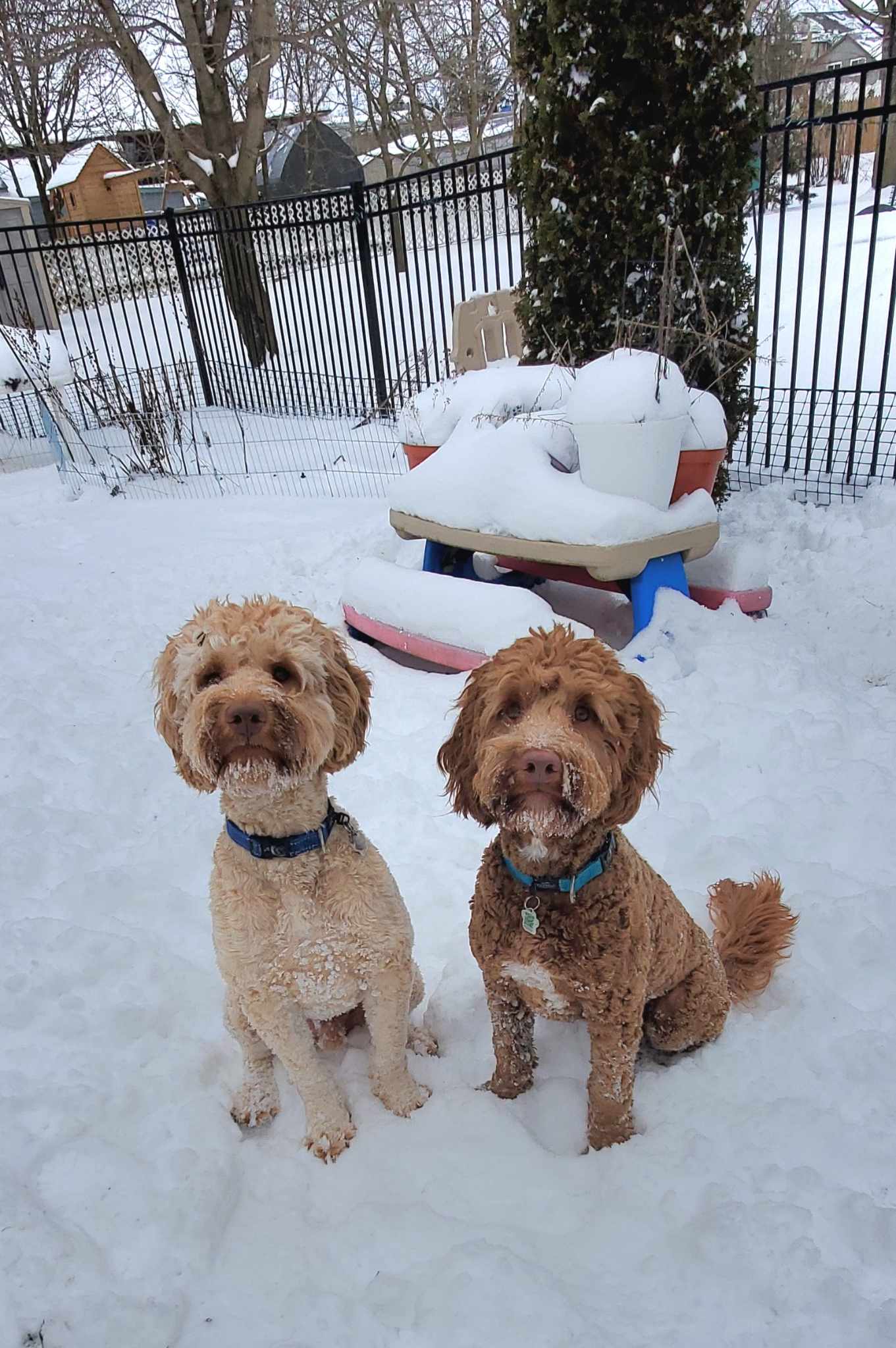 Two australian labradoodles playing in the snow