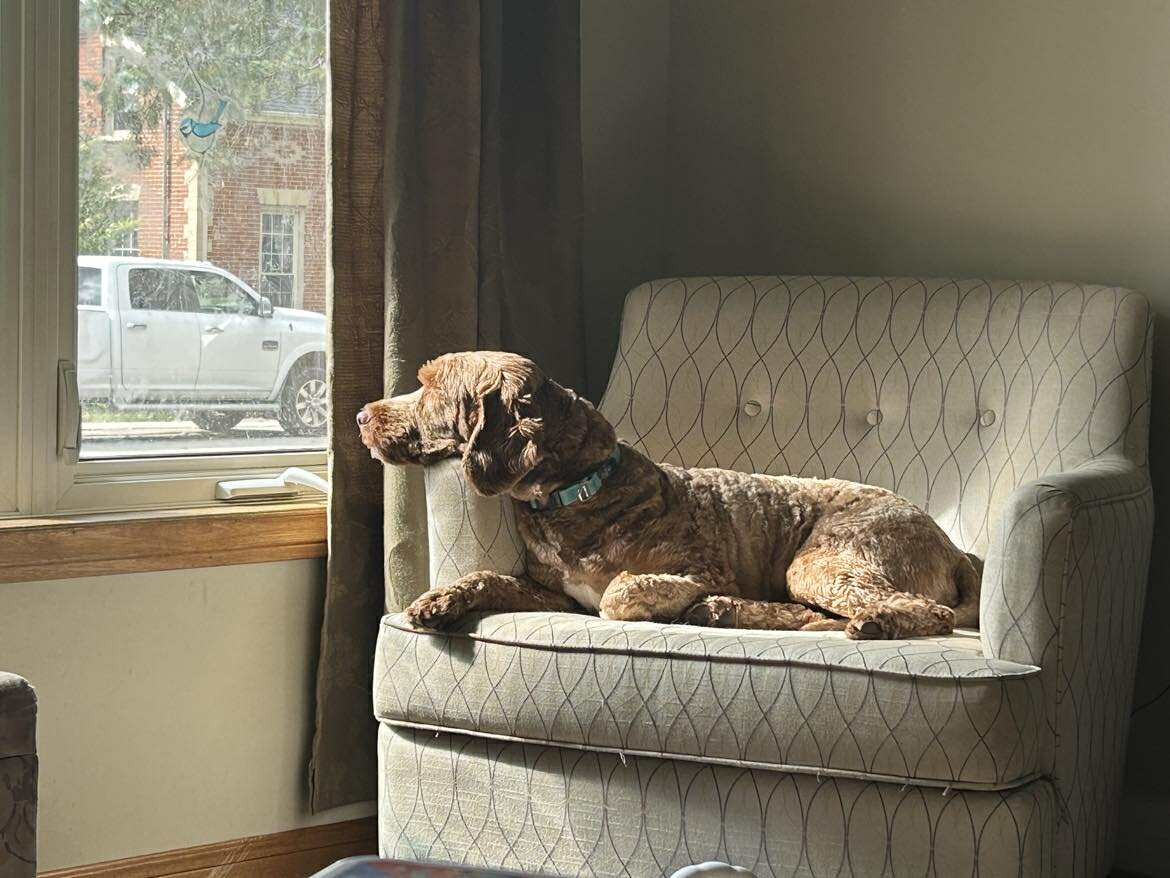 an australian labradoodle laying on a light-colored armchair, looking out a window with soft natural light