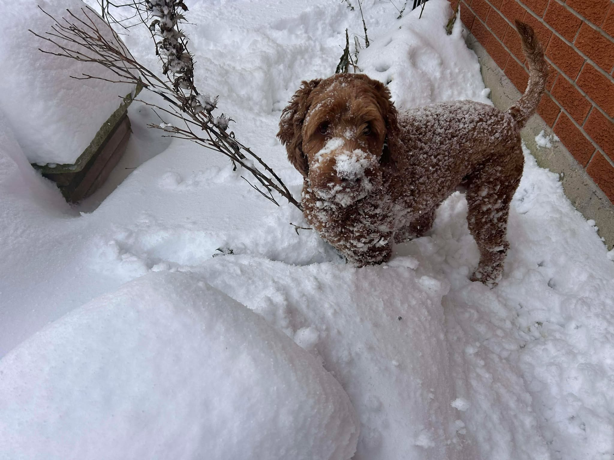 an australian labradoodle sitting in snow